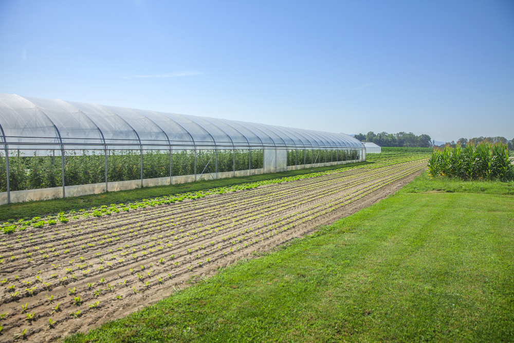 Multi-span Film Greenhouse